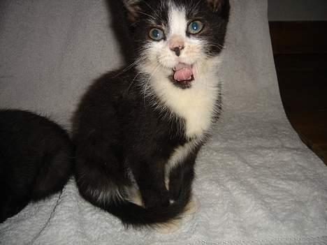 Huskat Bamse - Argh, du tager billeder. billede 1