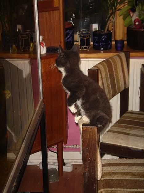 Huskat Bamse - Fisk. billede 2