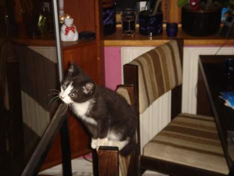 Huskat Bamse - Hvordan får man fat i dem? billede 3