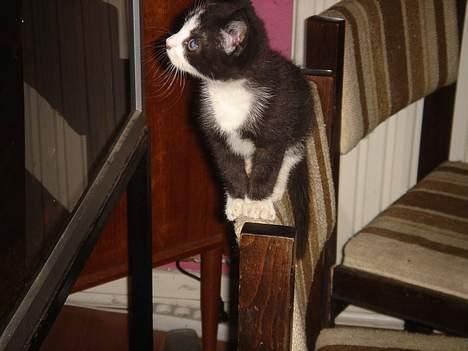 Huskat Bamse - Man kan jo se sig selv?? billede 4