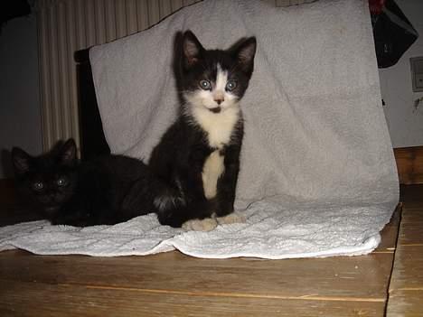 Huskat Bamse - Er han ikke flot? billede 5