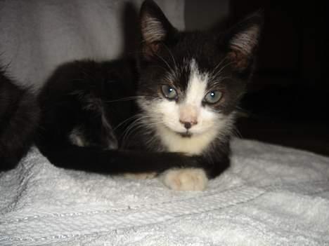 Huskat Bamse - Skal du sove nu Bamse? billede 6