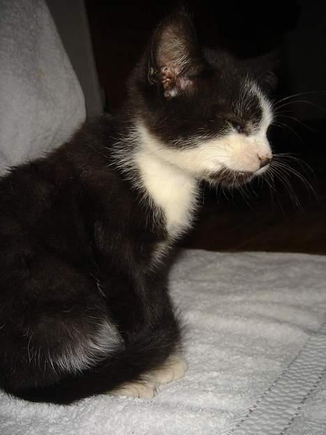 Huskat Bamse - Sikke træt man kan blive. billede 8