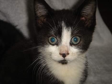 Huskat Bamse - Han har altså et bamse hoved. billede 9