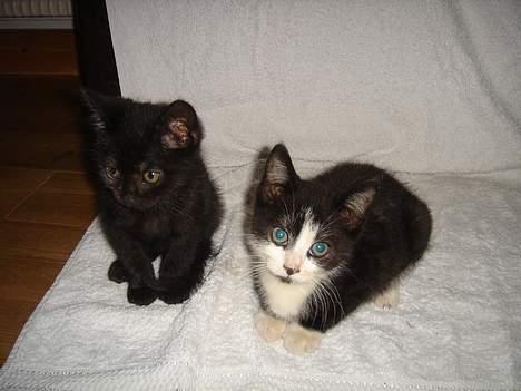 Huskat Bamse - Hovedet på skrå, jeg elsker at lege pro. fotograf. billede 10