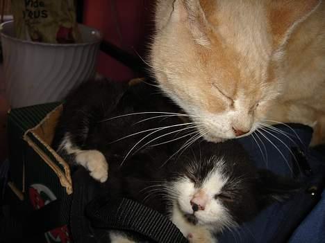 Huskat Bamse - Hvad, Sibastian du slikker Bamse, jamen du kan jo ikke lide ham. Dette kom bag på os alle! billede 11