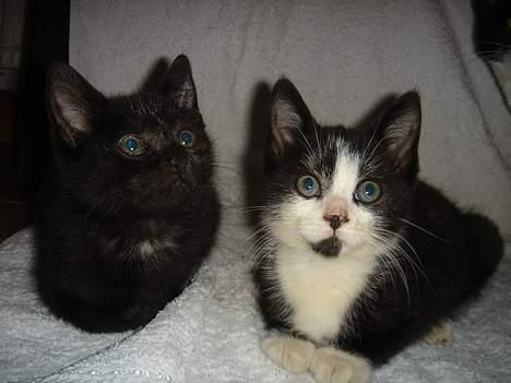 Huskat Bamse - Se hvor flot, et vellykket billed. billede 12