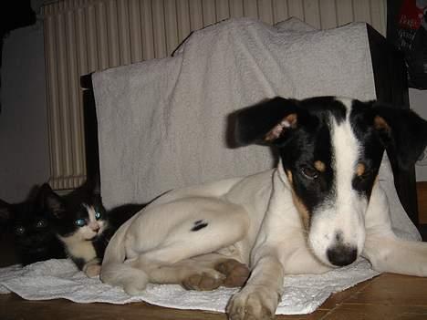 Huskat Bamse - Luk munden Bamse. billede 13