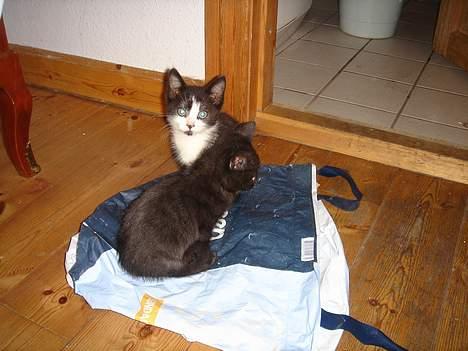 Huskat Bamse - Halløj igen Bamse. billede 14