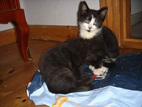 Huskat Bamse billede 15