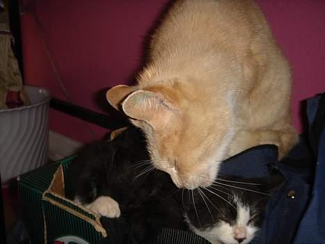 Huskat Bamse - Bamse han nyder det jo?? billede 17