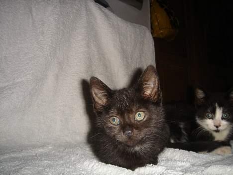 Huskat Gerda - Dette er så Gerda, navnet det ville min mor have at hun skulle hedde, ved ikke rigtig hvorfor? billede 1