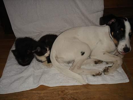 Huskat Gerda - Luca skulle der også være plads til jo. billede 2