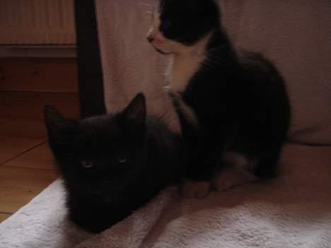 Huskat Gerda - Billedet er ikke så godt, men jeg kan rigtig godt lide det. billede 3