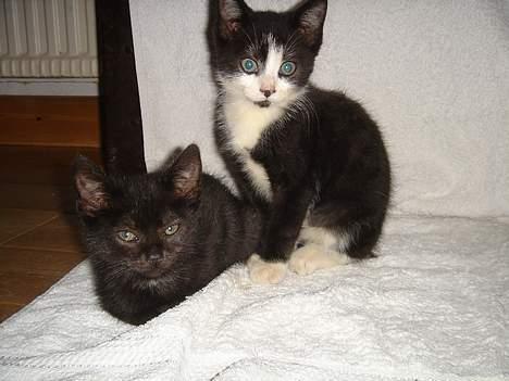 Huskat Gerda - De er fotomodeler de to. billede 4