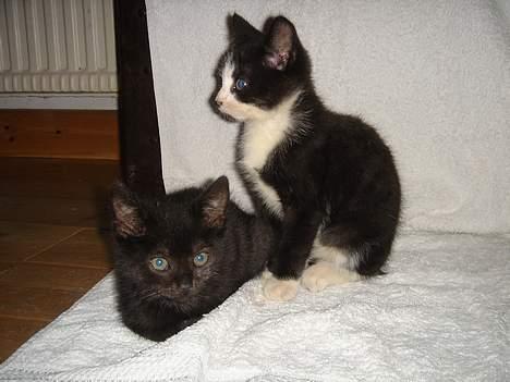 Huskat Gerda - Gerda & Bamse. billede 5