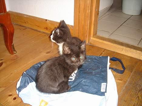 Huskat Gerda - Men pose er altid god. billede 6