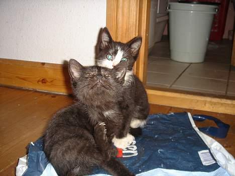 Huskat Gerda billede 7