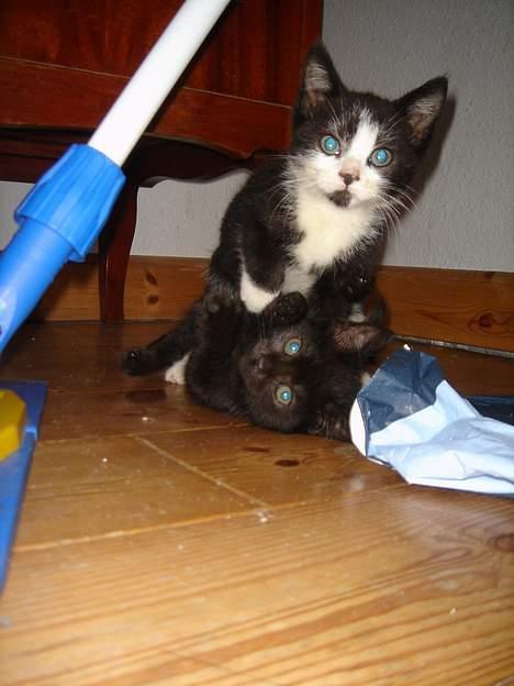 Huskat Gerda - Er væk i nogle min. og så voldtager Bamse hans egen søster Ö billede 8