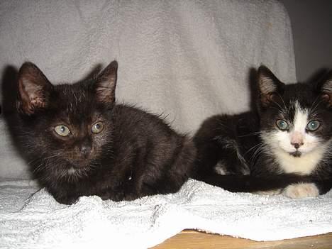 Huskat Gerda billede 9