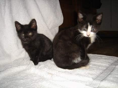 Huskat Gerda - Kiss kiss. billede 10