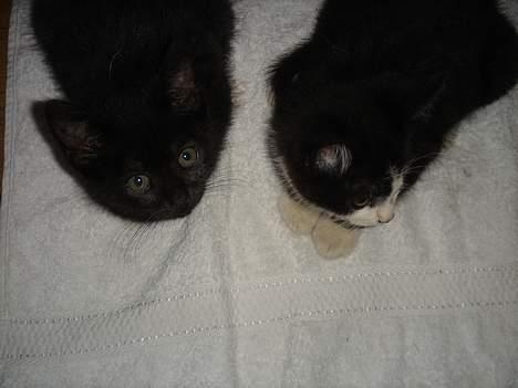 Huskat Gerda billede 11