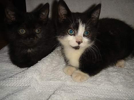 Huskat Gerda - To flotte katte på et badehåndklæde? billede 12