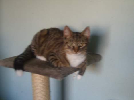 Huskat speedie - lille speedie billede 1