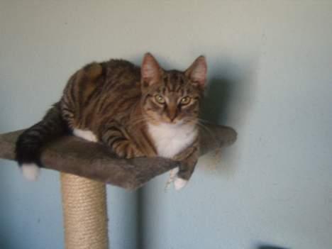 Huskat speedie - her er han jo så igen samme sted billede 2