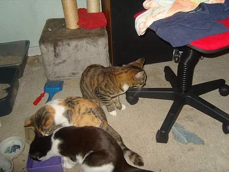 Huskat speedie - Speedie, Perle og Ying...  billede 3