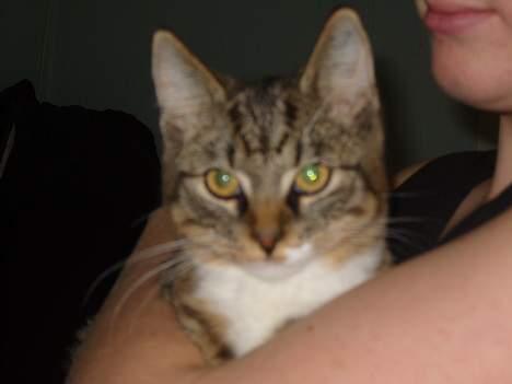 Huskat speedie - Kærsten holder ham... billede 4