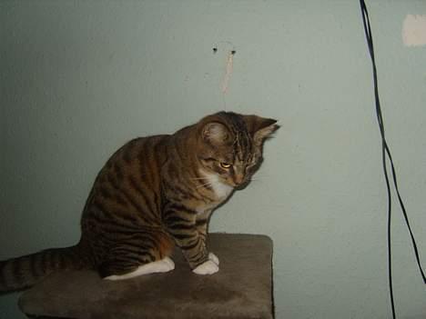 Huskat speedie - Min lille mis.. billede 5