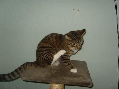 Huskat speedie - <3 billede 6