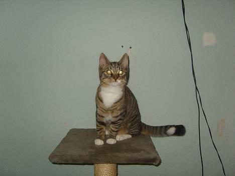 Huskat speedie - han er bare en dejlig kat billede 7