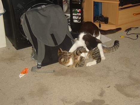 Huskat speedie - Speedie og Ying leger billede 8