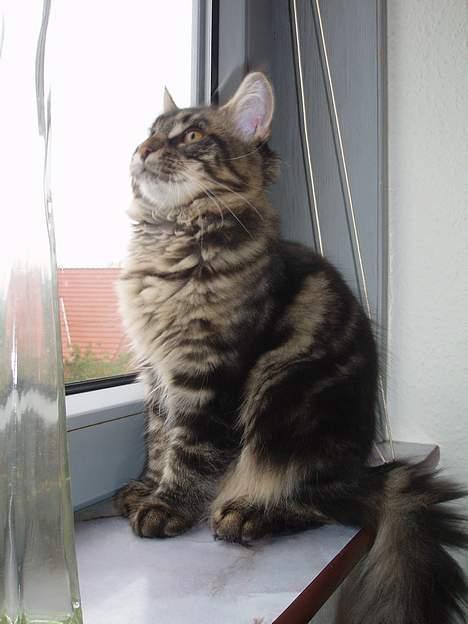 Maine Coon Havana - Se hvor stor jeg er blevet. billede 5