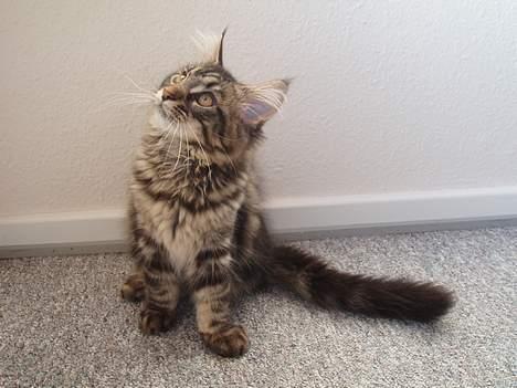 Maine Coon Havana - Her er jeg ikke så stor. Bare en lille puffy krammekat. billede 6