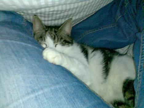 Huskat Gucci - Ligger og putter under dynen med mor. billede 18