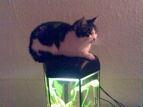 Huskat Gucci - Jeg er klar hvis fiskene skulle hoppe ud. billede 19