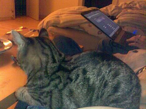 Huskat Sarabi (RIP) billede 14