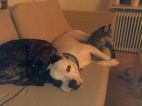 Huskat Sarabi (RIP) - Ingen kan gøre mig noget her. ;-) billede 15