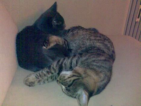 Huskat Sarabi (RIP) - Putter lige lidt med min søster Mushu billede 16