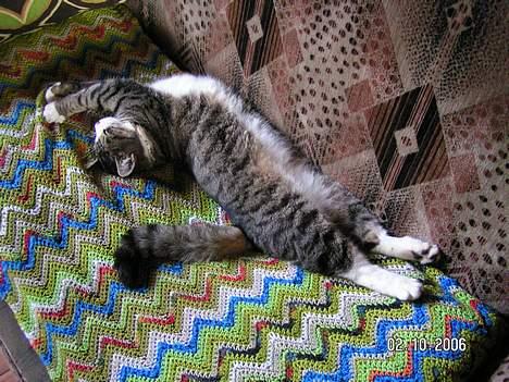 Huskat Venda billede 11