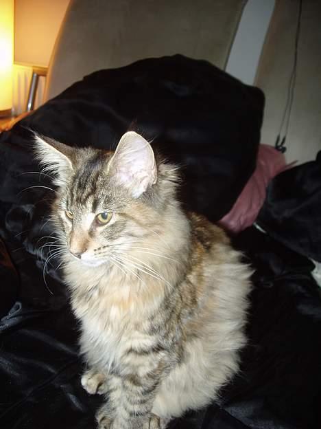 Norsk Skovkat Aimee billede 9