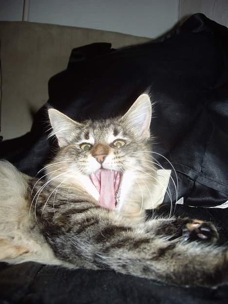 Norsk Skovkat Aimee billede 11