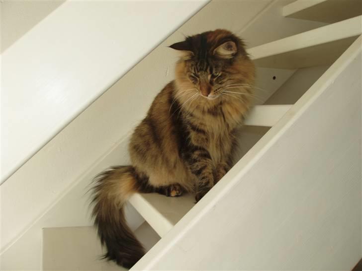 Norsk Skovkat Aimee billede 12