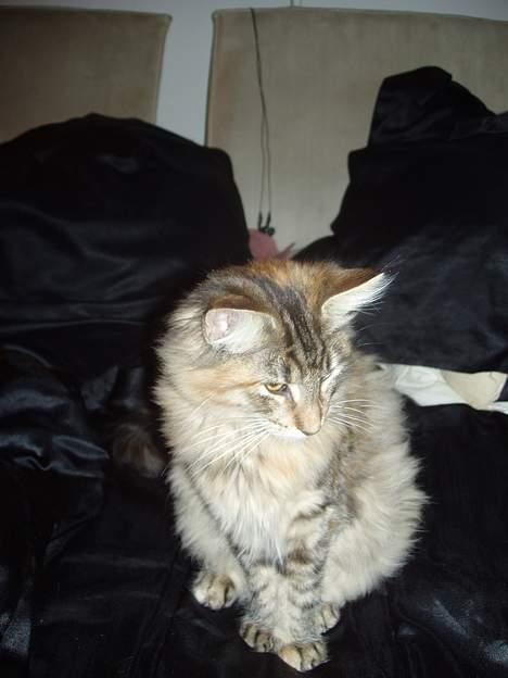 Norsk Skovkat Aimee billede 13