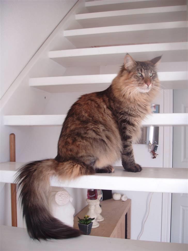 Norsk Skovkat Aimee billede 14