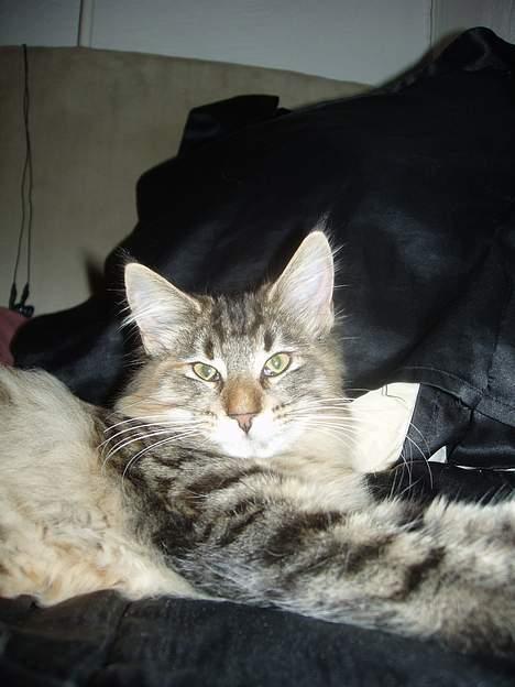 Norsk Skovkat Aimee billede 15