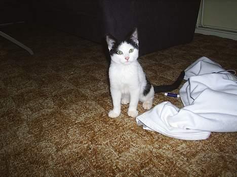 Huskat Monty - Monty hey havd sker der...? billede 10